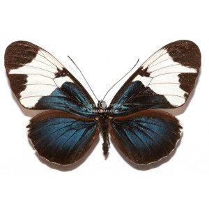 HELICONIUS SAPHO LEUCE